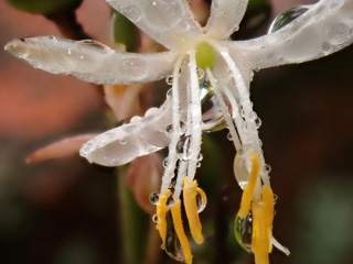 P1073869a.jpg